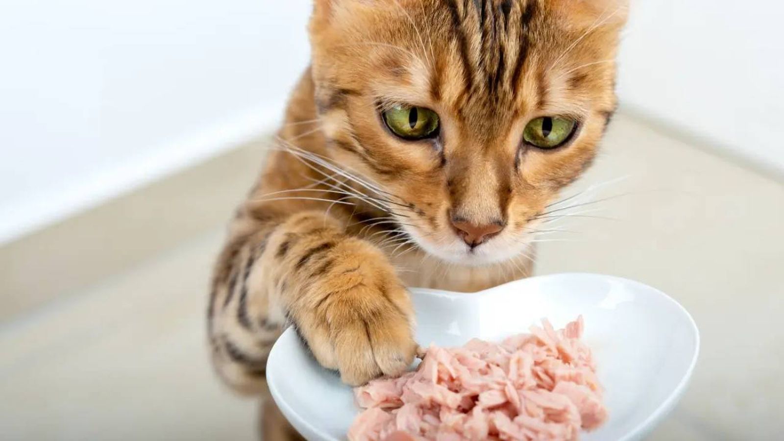 comida humeda para gatos 7 (1)