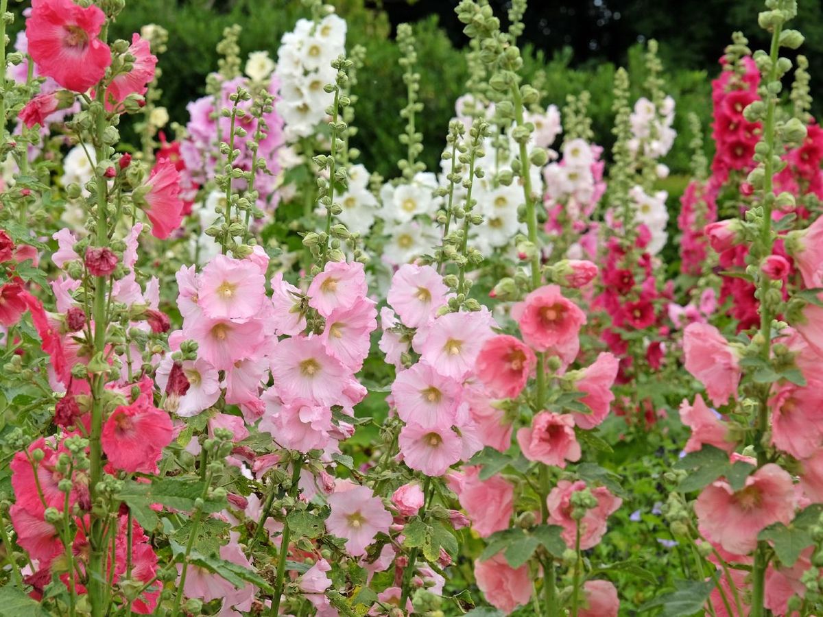 Malva real (Alcea rosea) en diferentes colores.