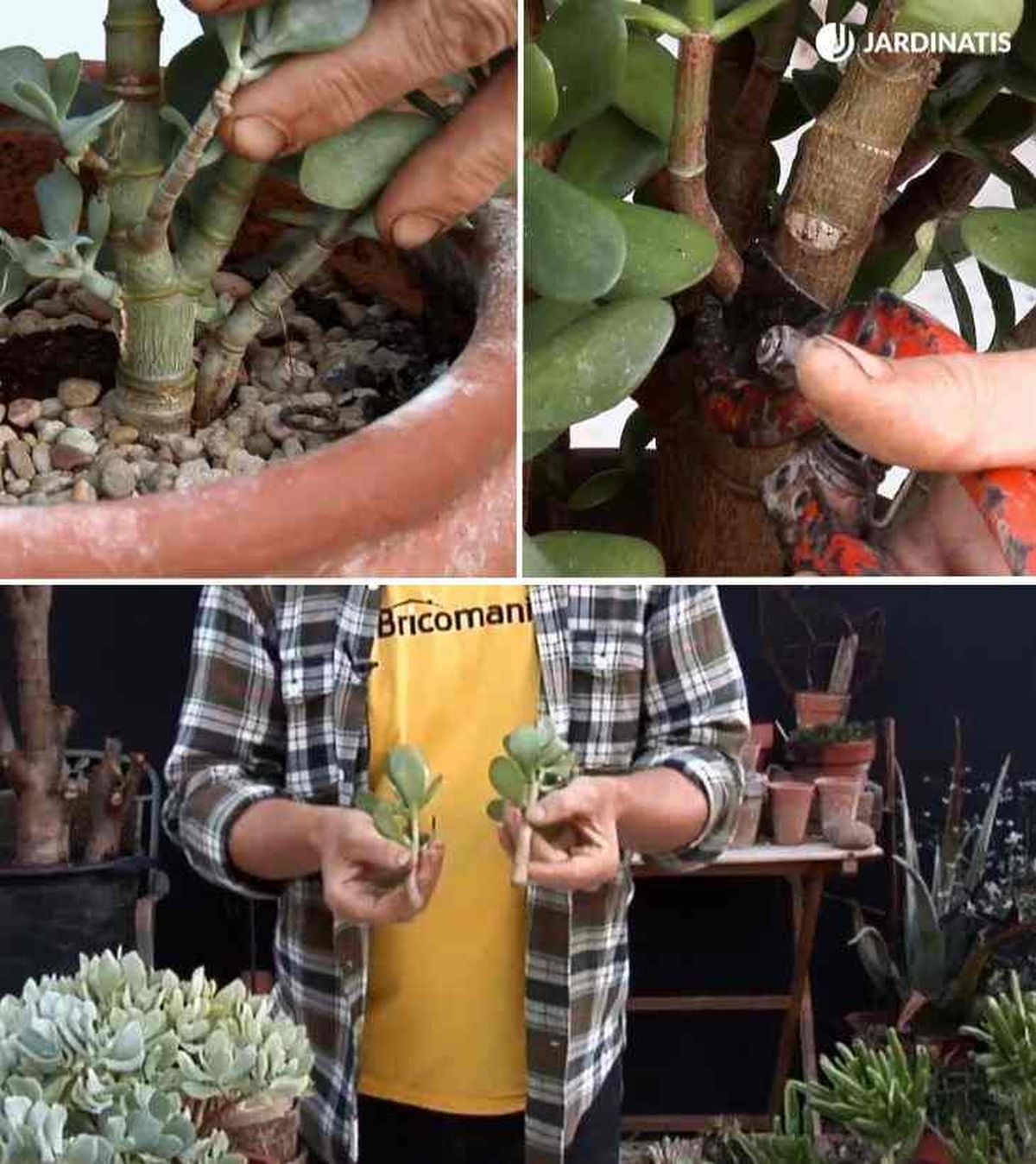 reproducir crassula arborescens brico 842