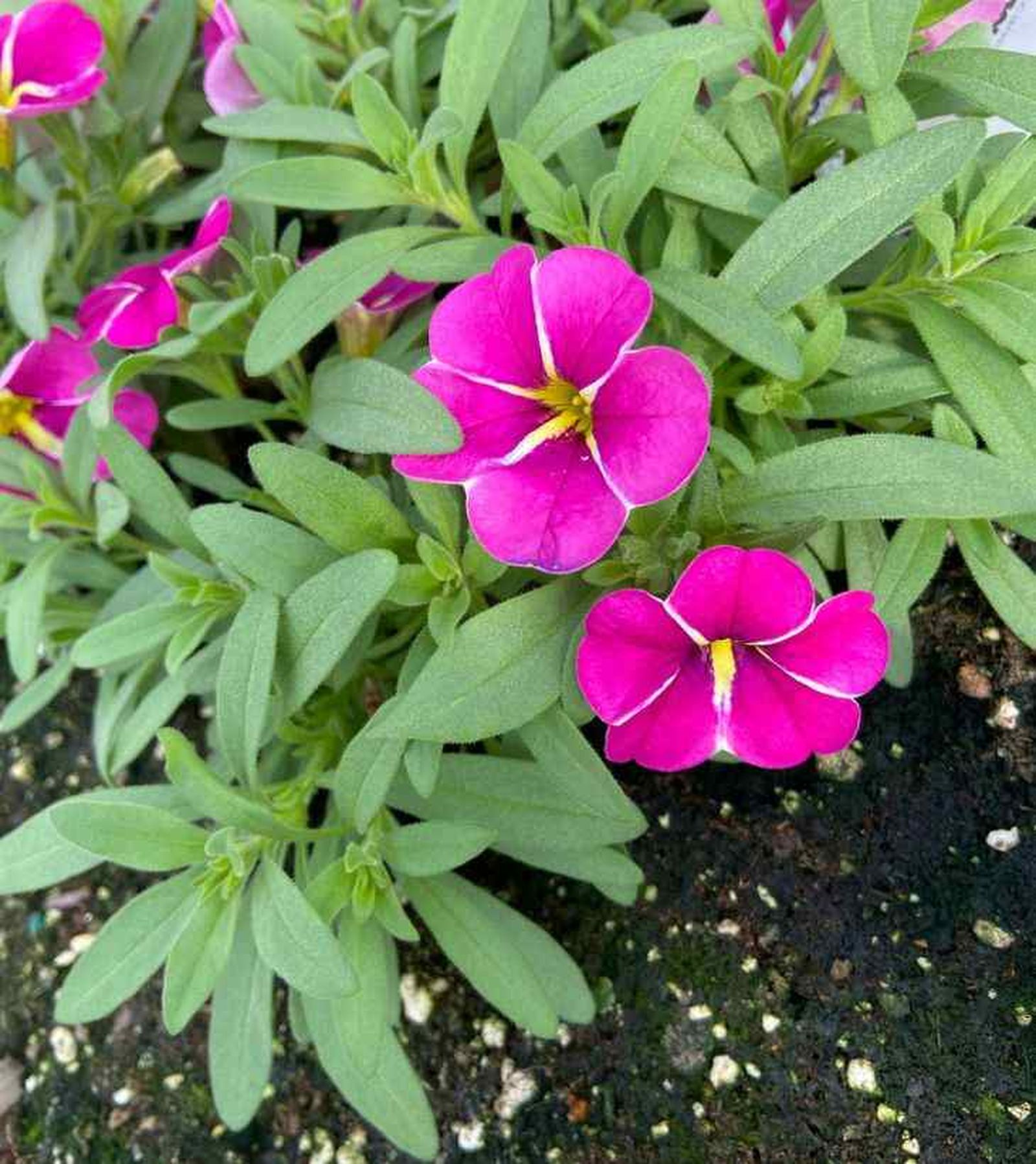 cuidados de la calibrachoa en el jardin cuidados de la calibrachoa en el jardin