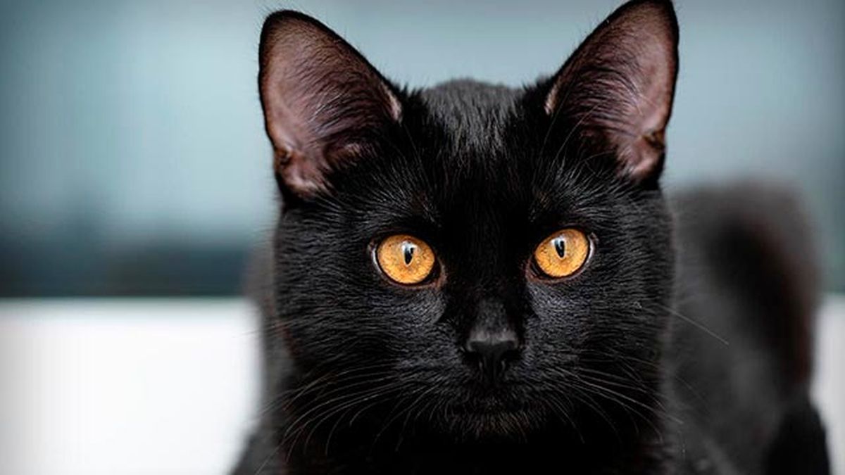 adopcion gatos negros octubre 1