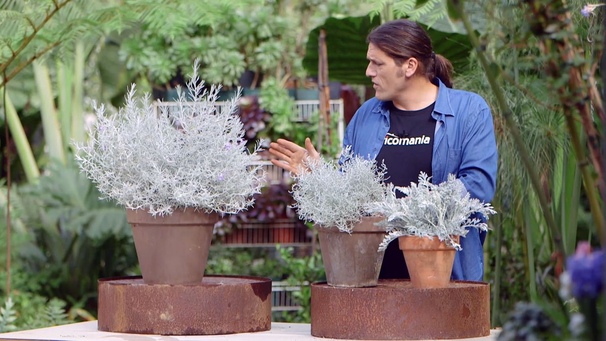 brico 951 3 eremophila nivea plantas follaje blanco riego