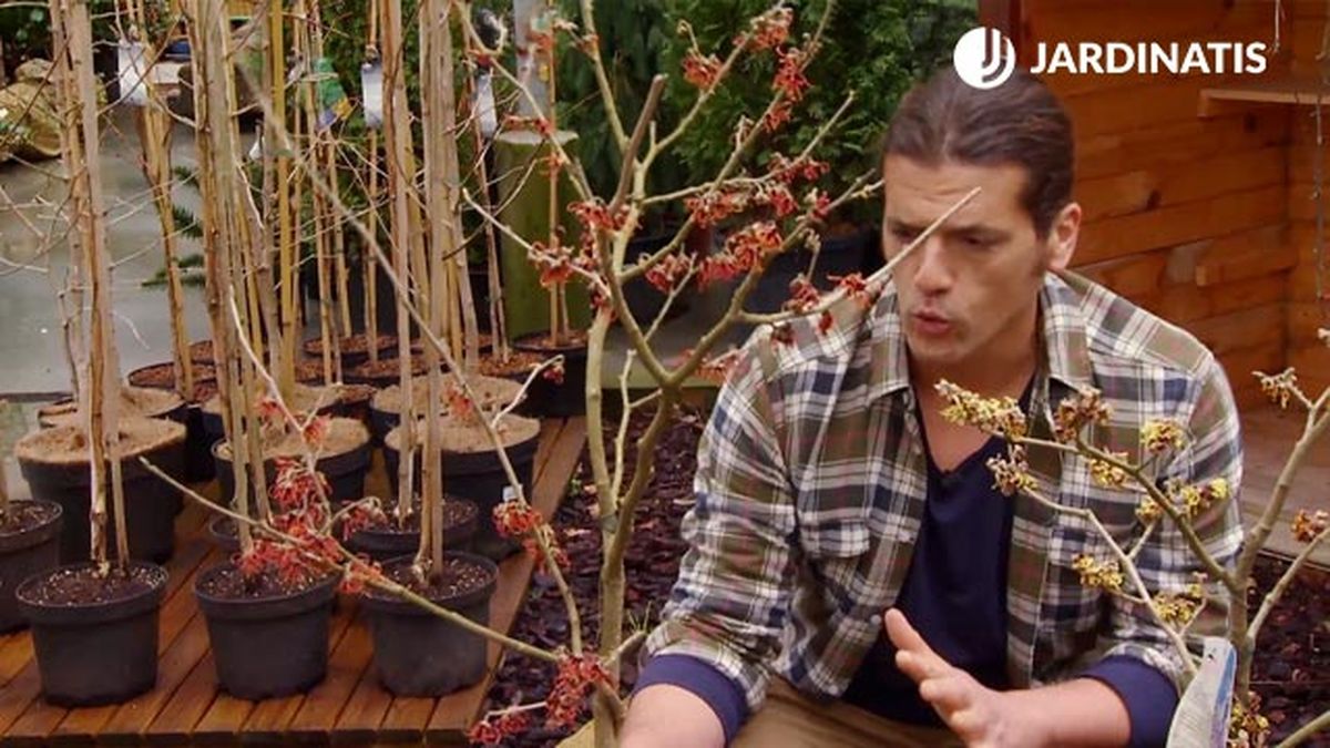 El Hamamelis Virginiana es un arbusto de floración invernal