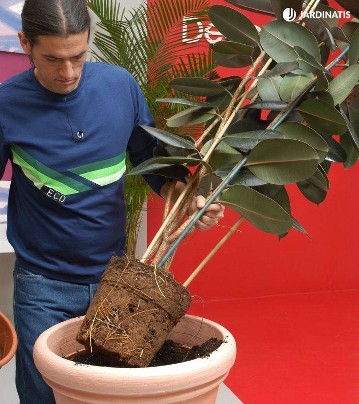 trasplante del ficus robusta deco 115