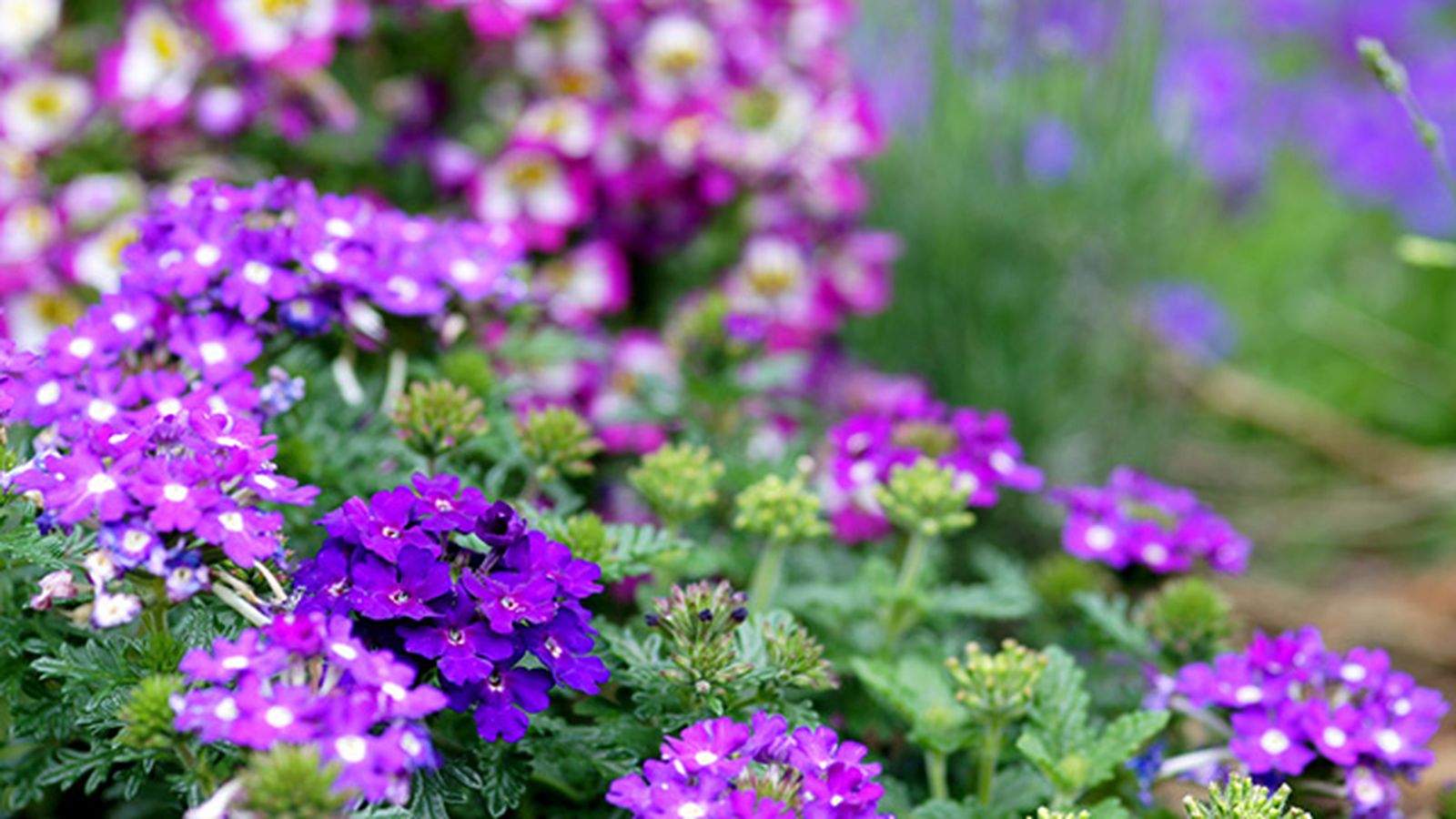 plagas muy comunes del jardin plagas muy comunes del jardin