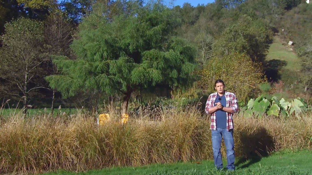 deco 675 taxodium mucronatum inicio