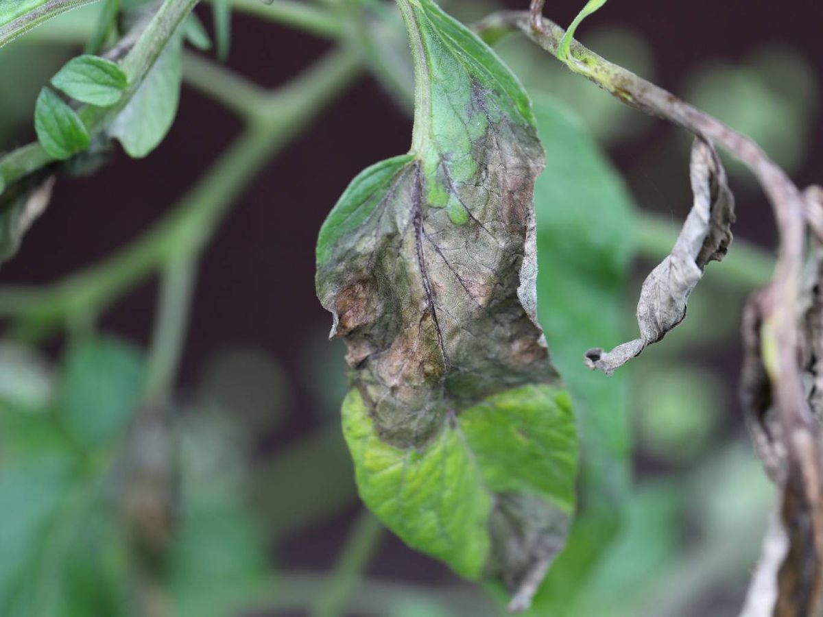 Planta afectada por Phytophthora.