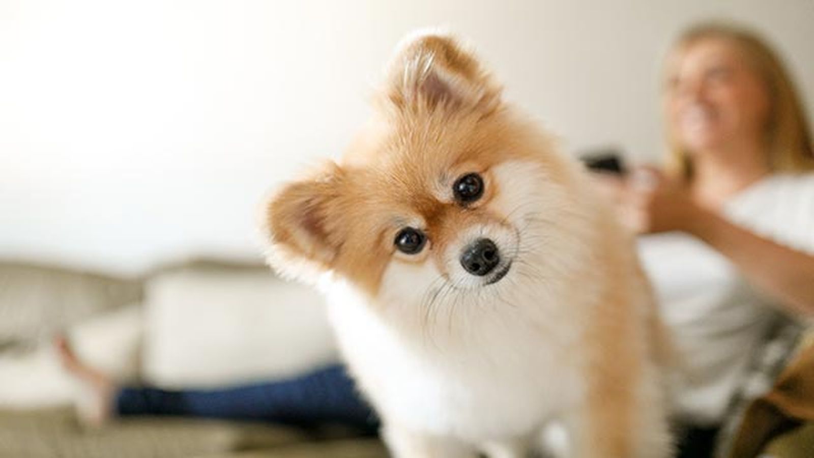 pomerania mirando pomerania mirando