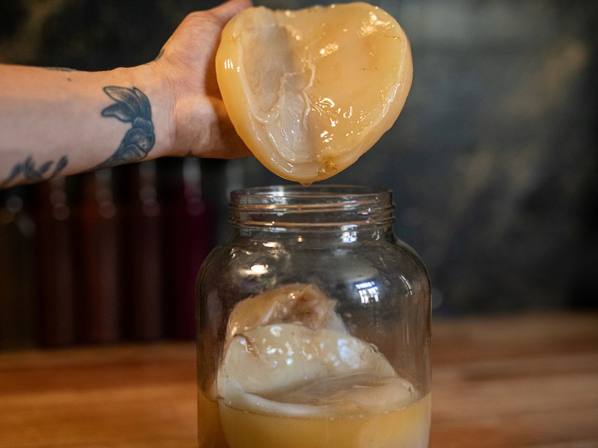 El SCOBY, una colonia de bacterias y levaduras, es el corazón de la fermentación que da vida a la kombucha.