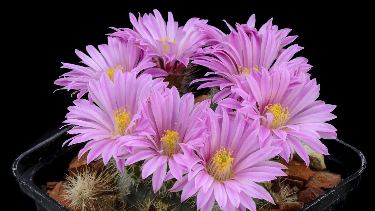 Los frutos del cactus erizo pueden consumirse frescos o utilizarse para hacer mermeladas