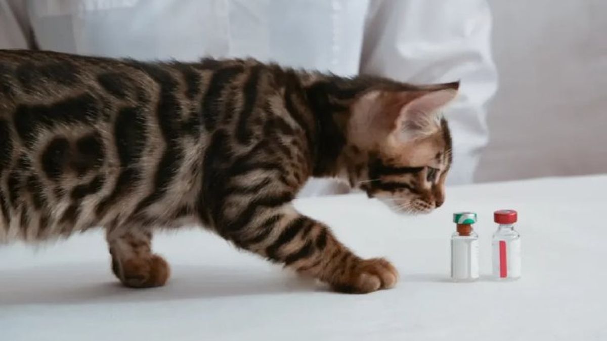 vacunas para gatos 1