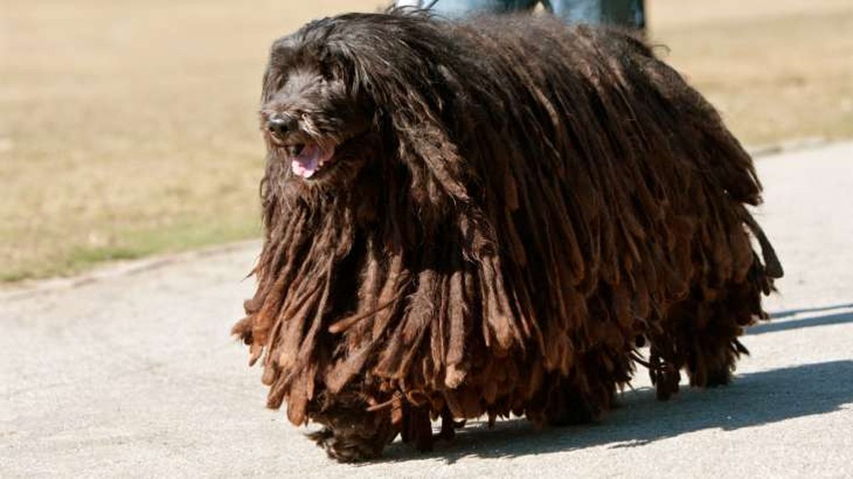 perro pastor de bergamo 4