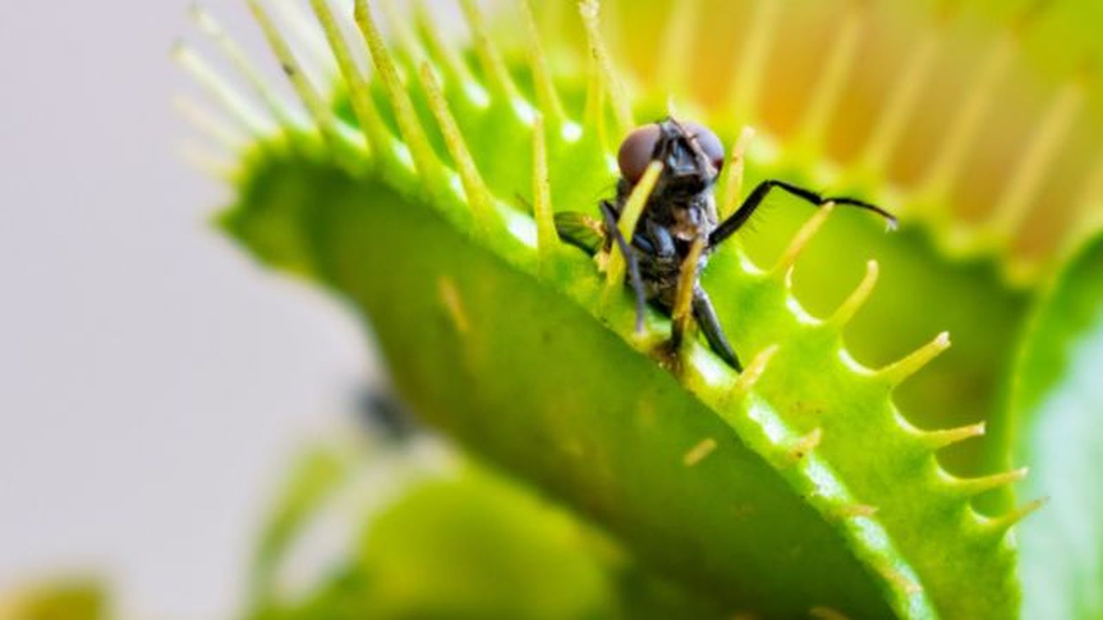 venus atrapamoscas