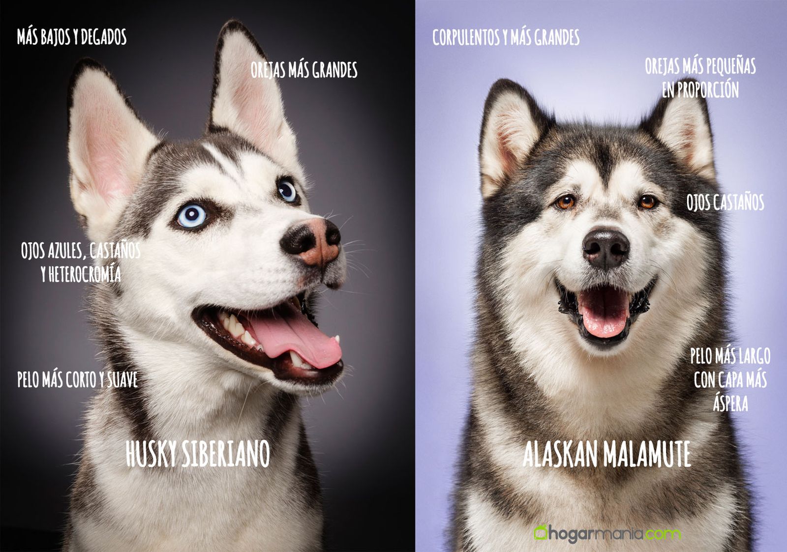 alaskan malamute diferencia con husky alaskan malamute diferencia con husky