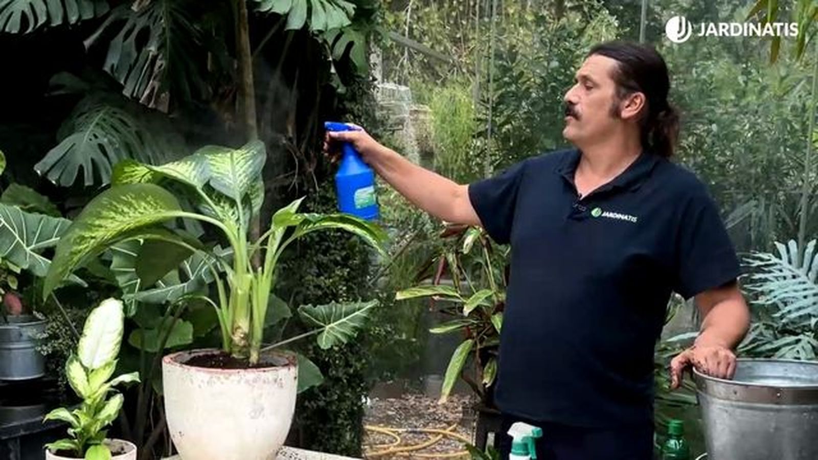 pulverizar la dieffenbachia jardinatis 23 33 pulverizar la dieffenbachia jardinatis 23 33