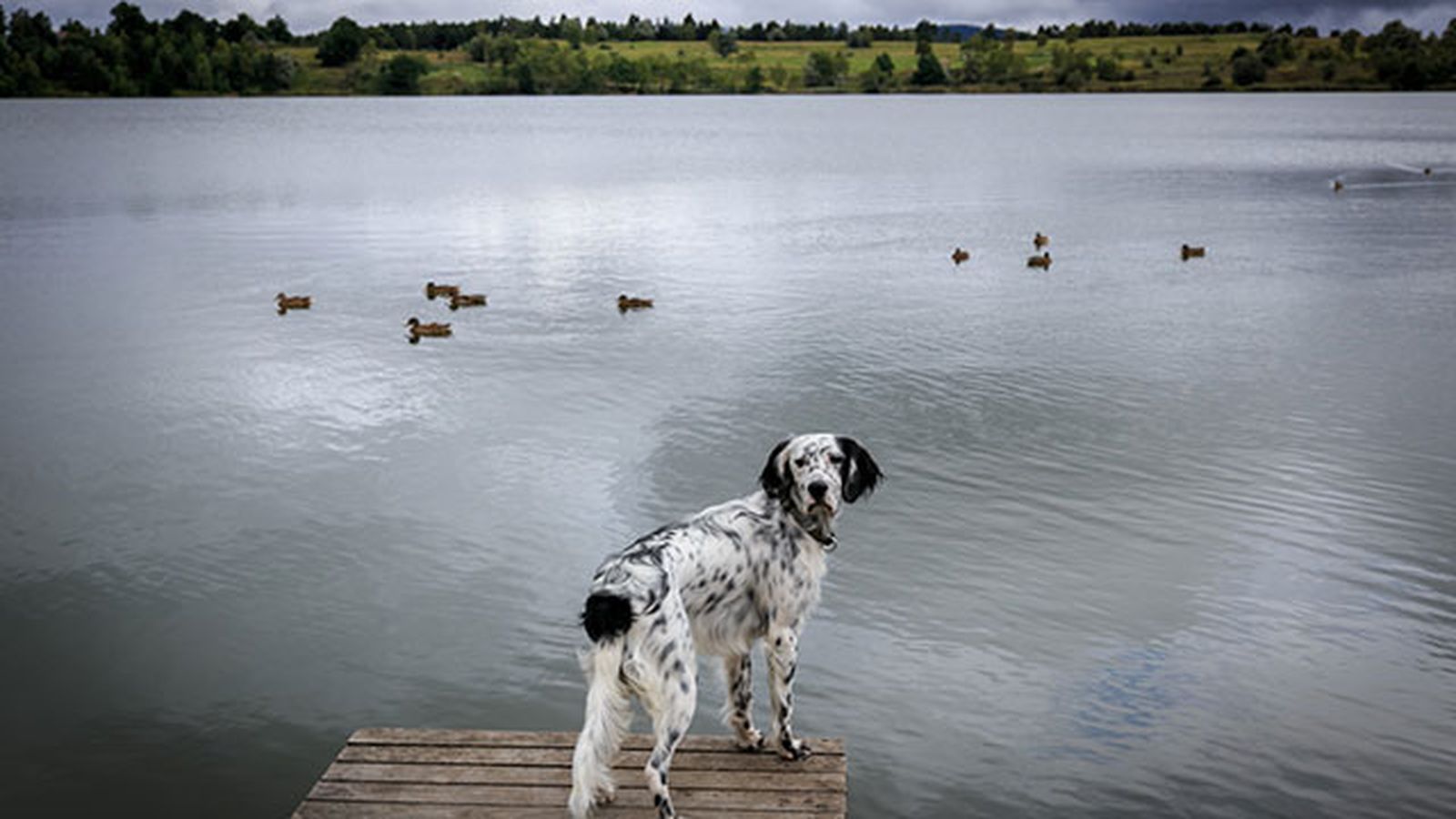setter en un lago setter en un lago