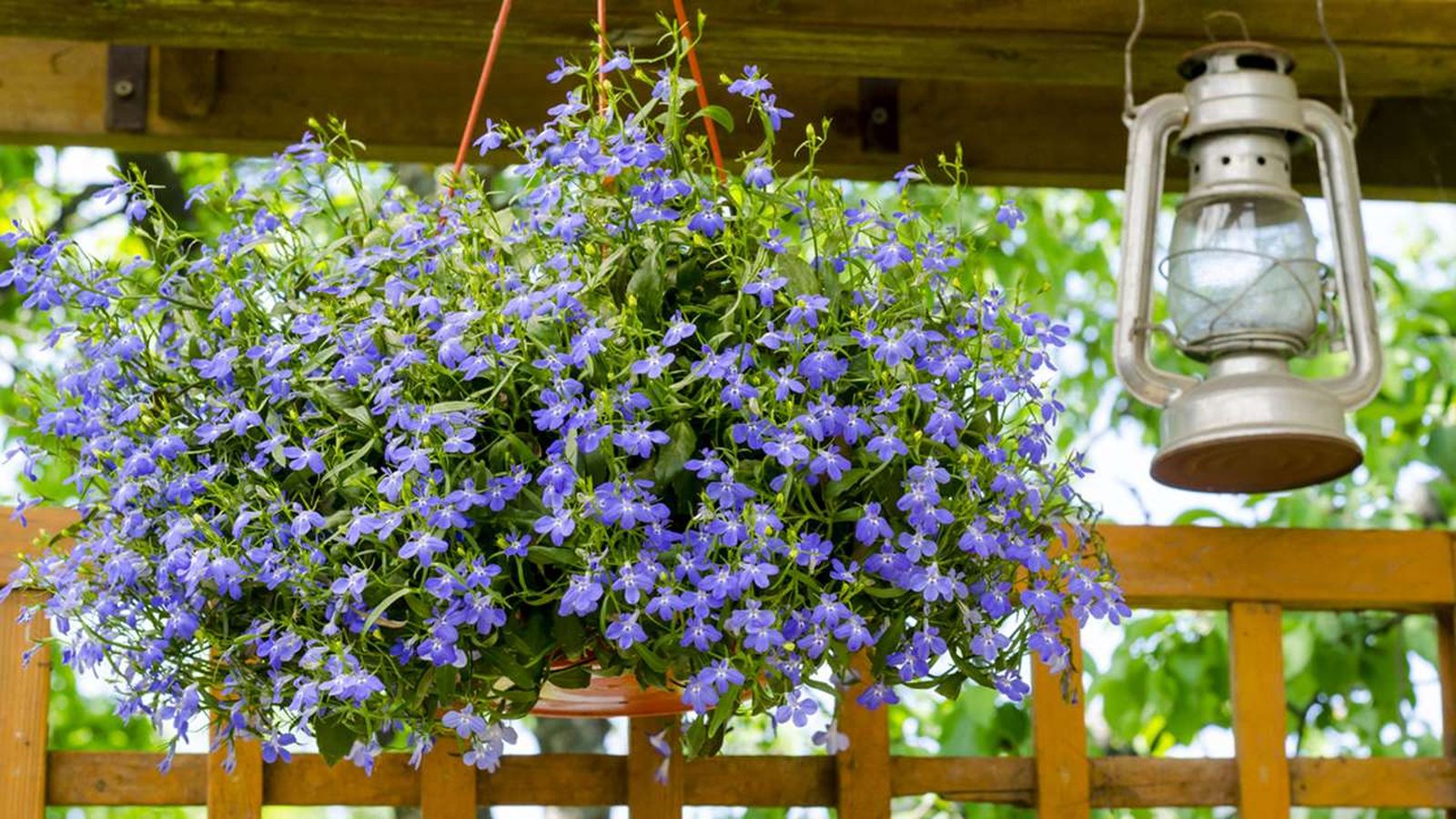 plantas colgantes de temporada y abono especificos deco 391 jardin plantas colgantes de temporada y abono especificos deco 391 jardin