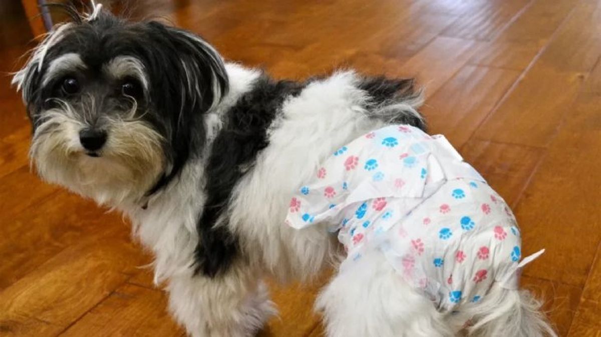 panales para perros 5