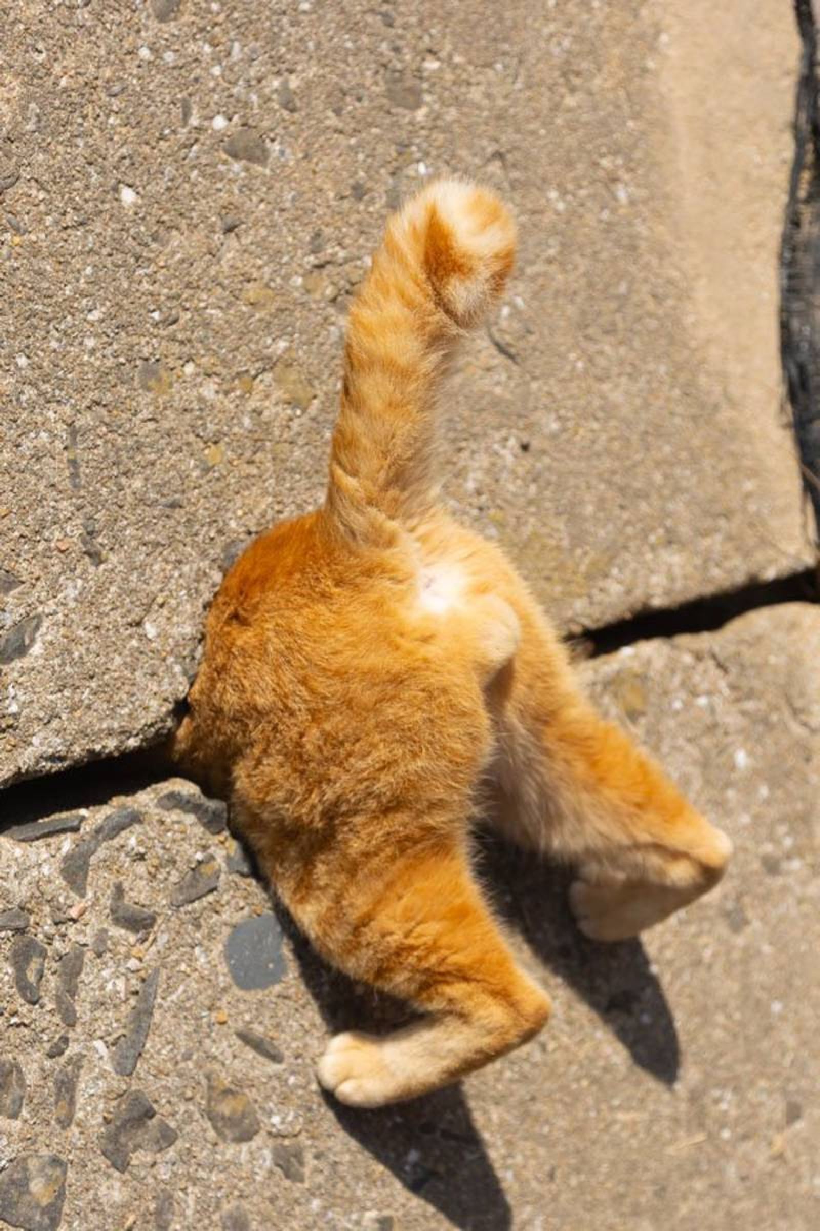 Cat in a trap like Super Mario / Fuente: Kenichi Morinaga- The Comedy Pet Photography Awards 2024 Cat in a trap like Super Mario / Fuente: Kenichi Morinaga- The Comedy Pet Photography Awards 2024