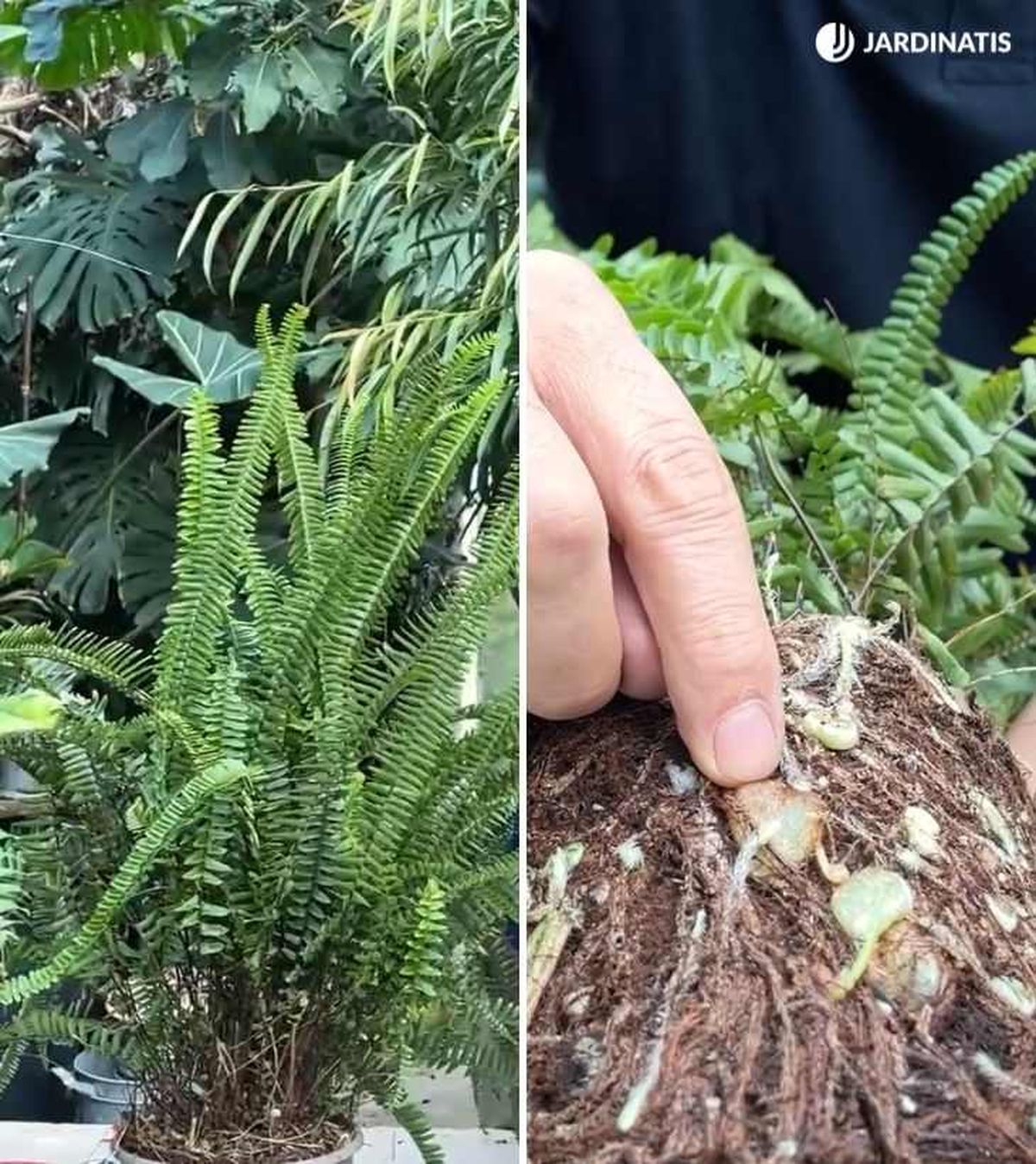 Helecho cordata: porte mucho más vertical y bulbos que le aportan resistencia