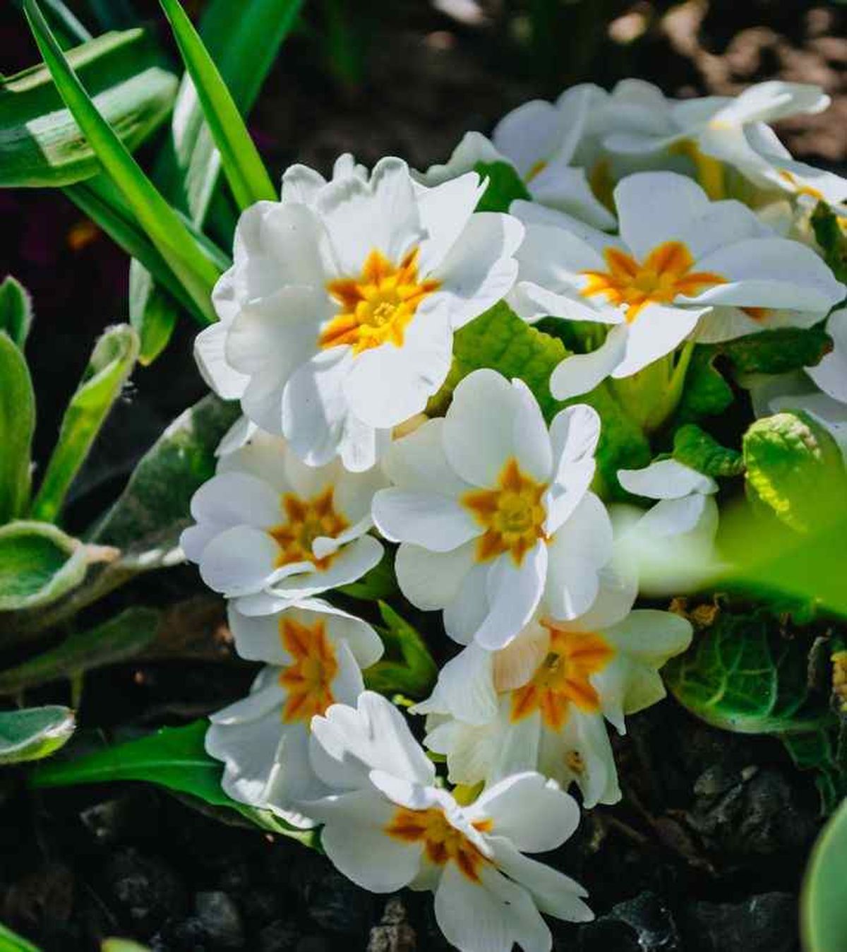 primula de flor blanca