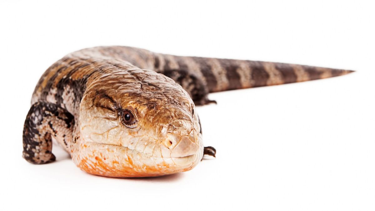 animales exoticos serpiente lagarto