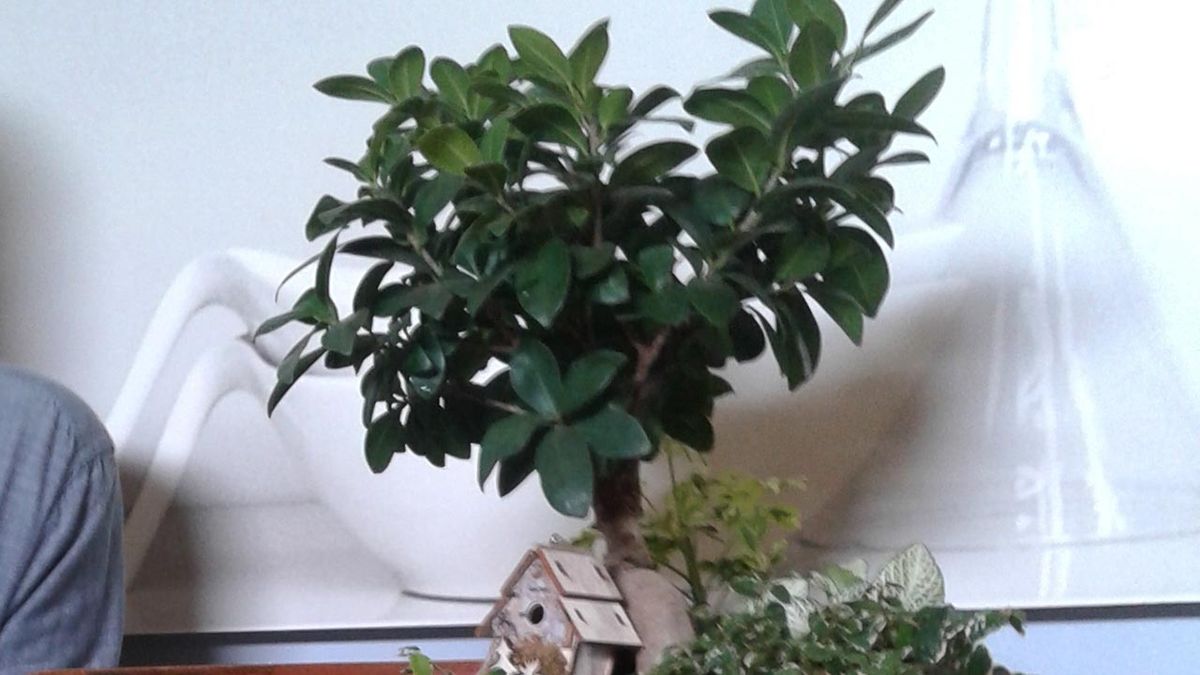 brico 809 miini pasiaje en tiesto roto ficus