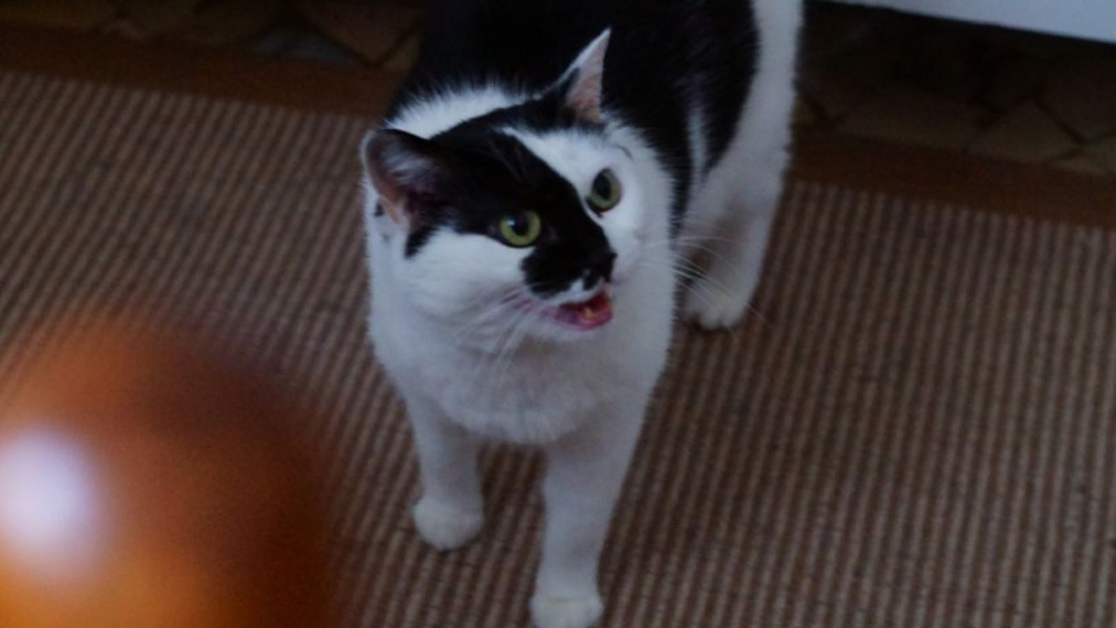 mi gato no come 3 mi gato no come 3