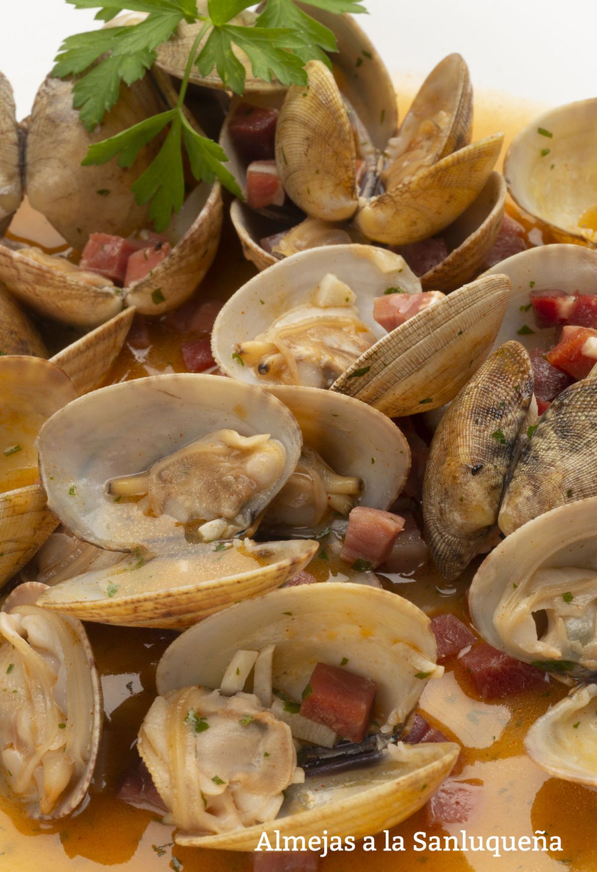 almejas sanluquena vertical