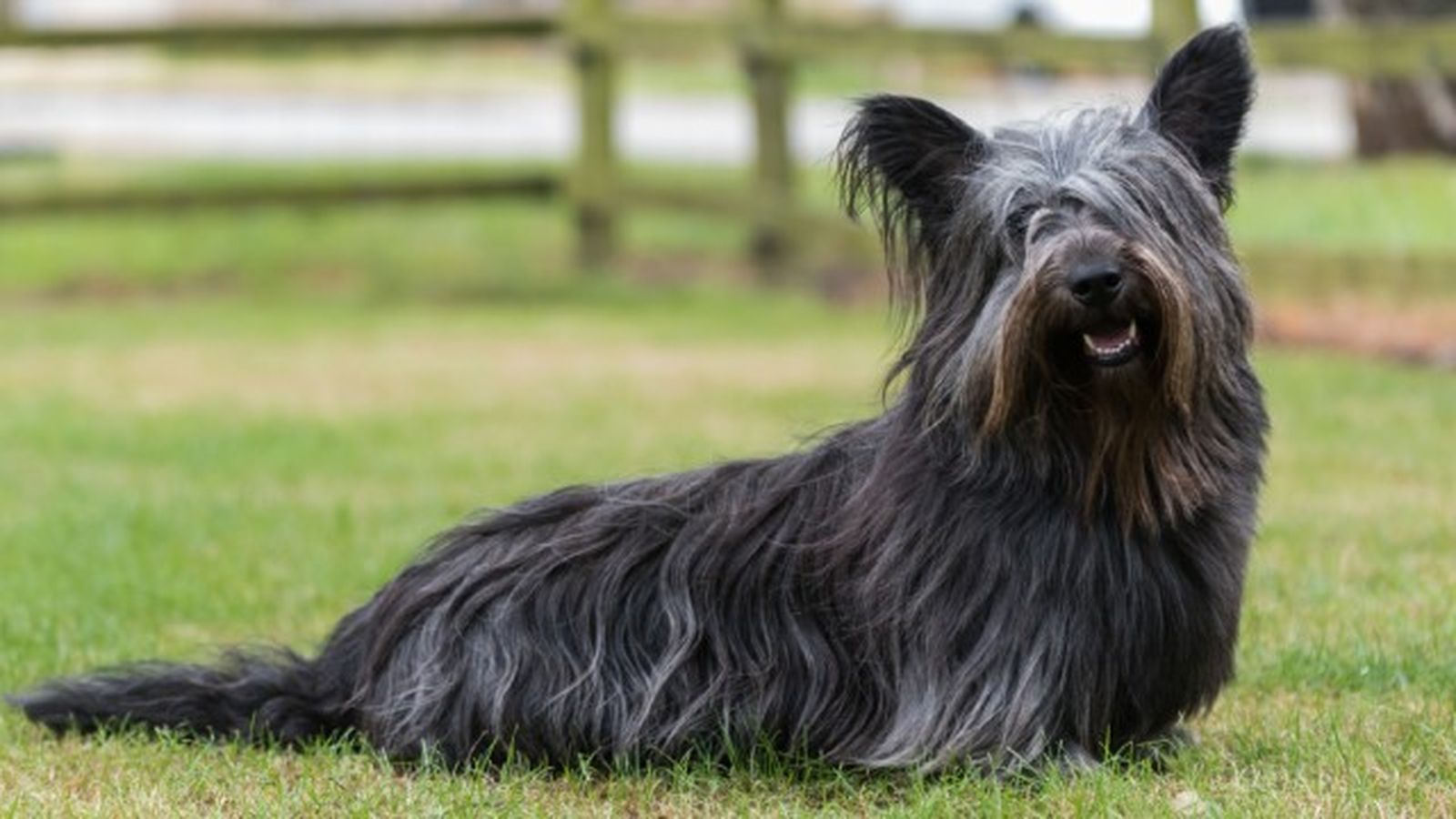 cuantas razas de perros hay 222