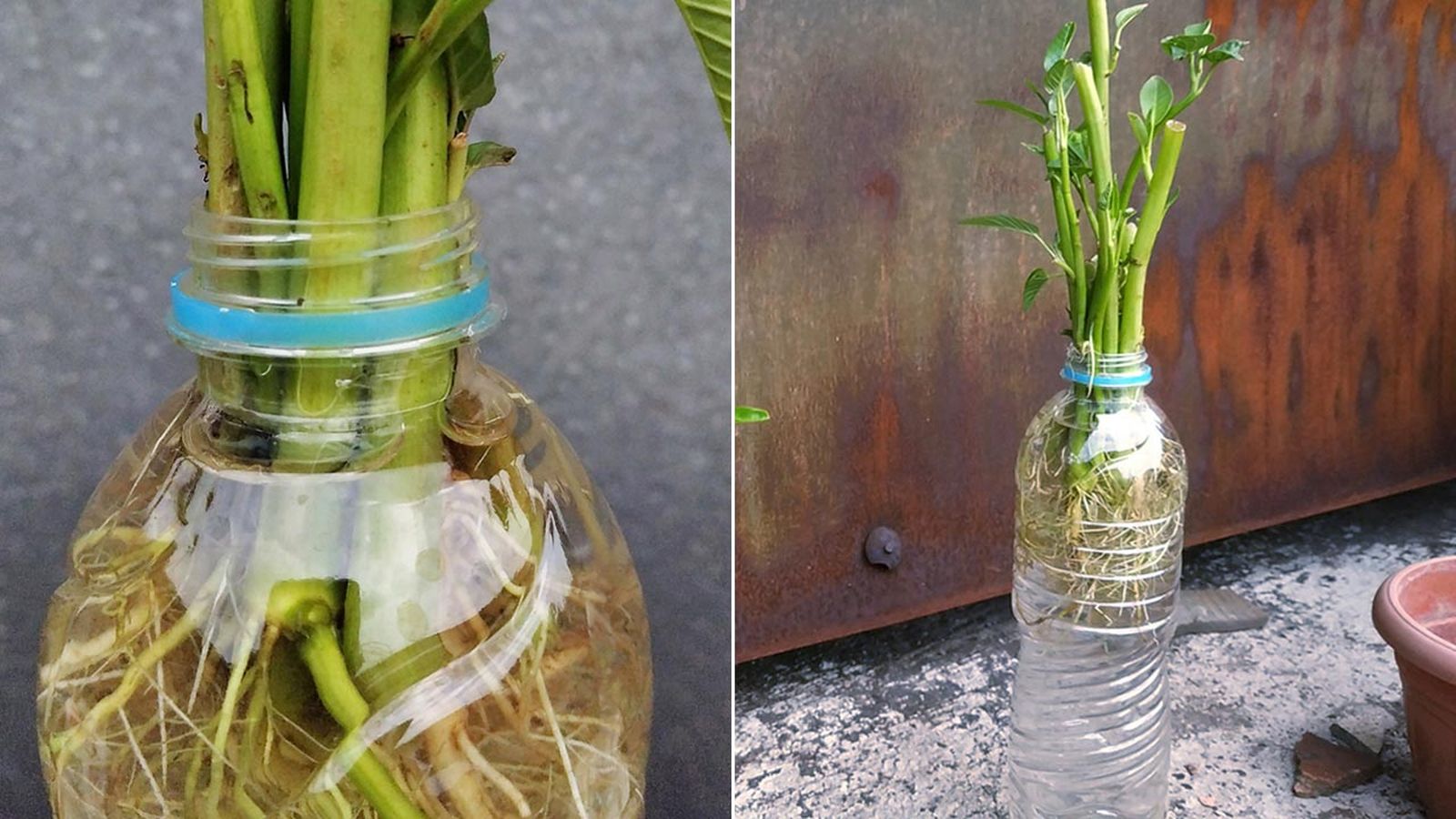 como hacer un macetero para plantas de agua con botella de plastico como hacer un macetero para plantas de agua con botella de plastico