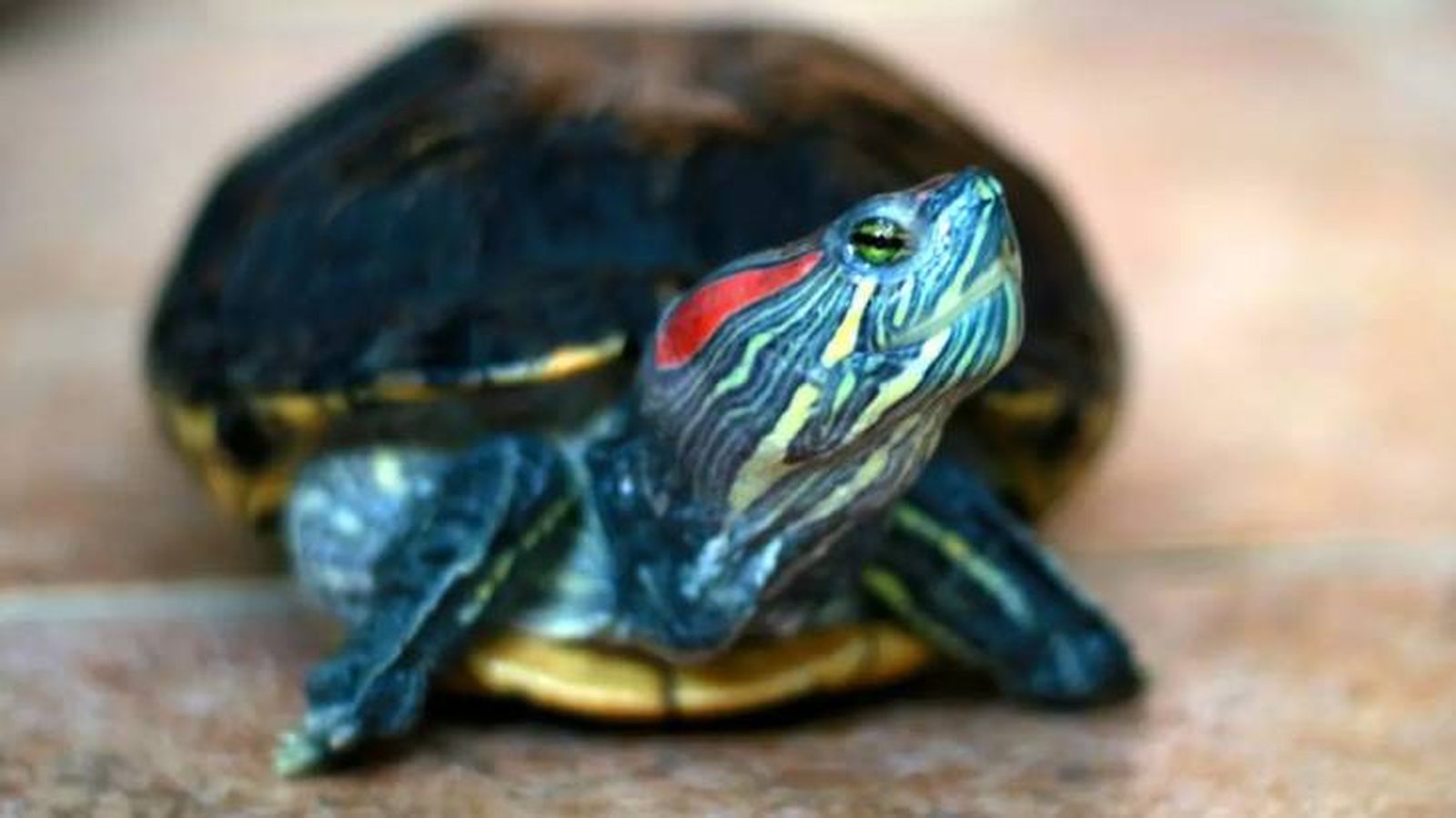 que tipo de tortuga tengo p (1) que tipo de tortuga tengo p (1)