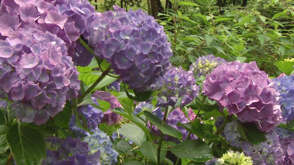 deco 0704 hortensias azules poda