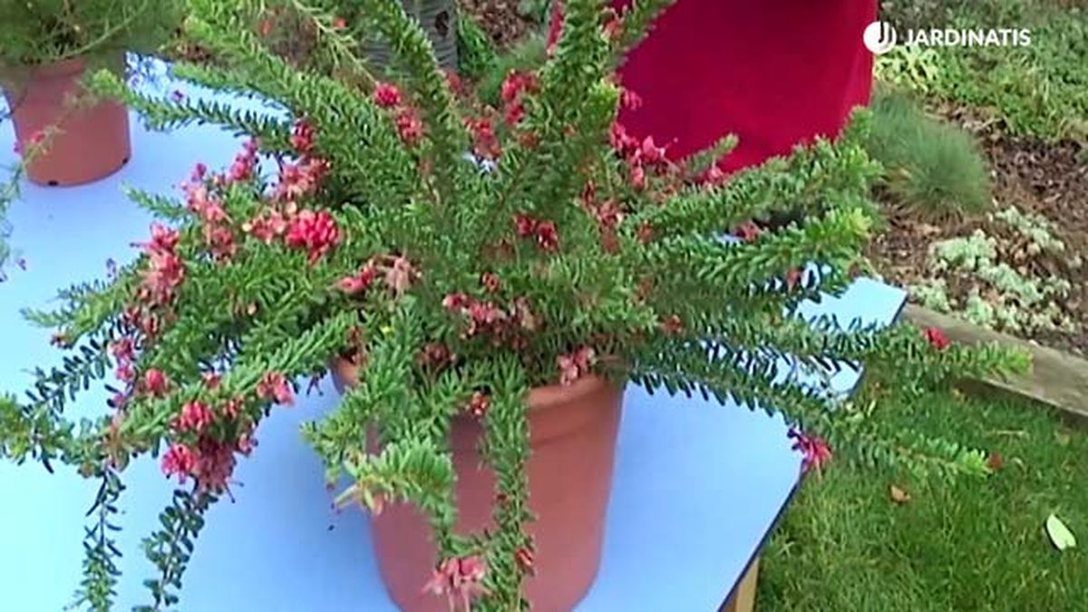 Grevillea lanigera floracion invernal