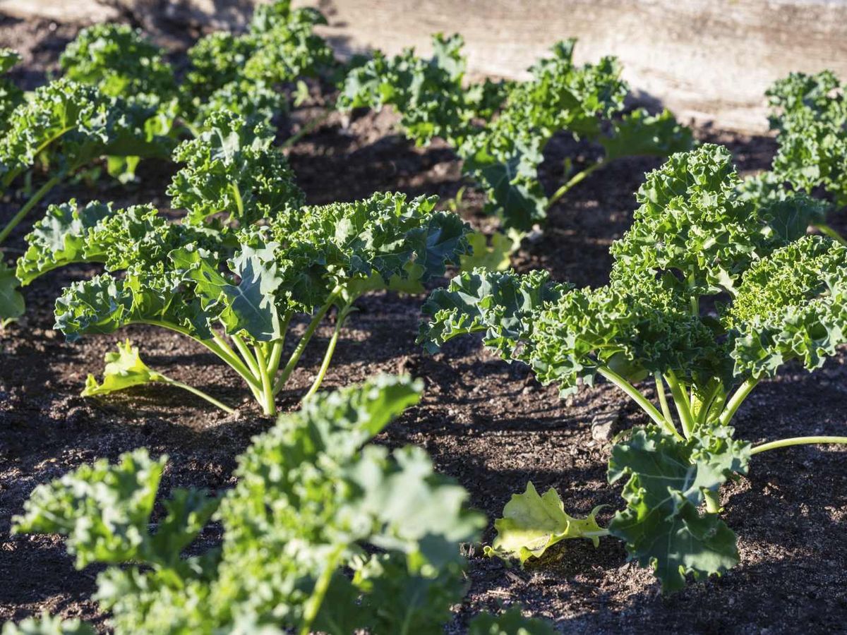 La kale es un básico verde de temporada, crujiente y versátil, perfecta para ensaladas, salteados y smoothies