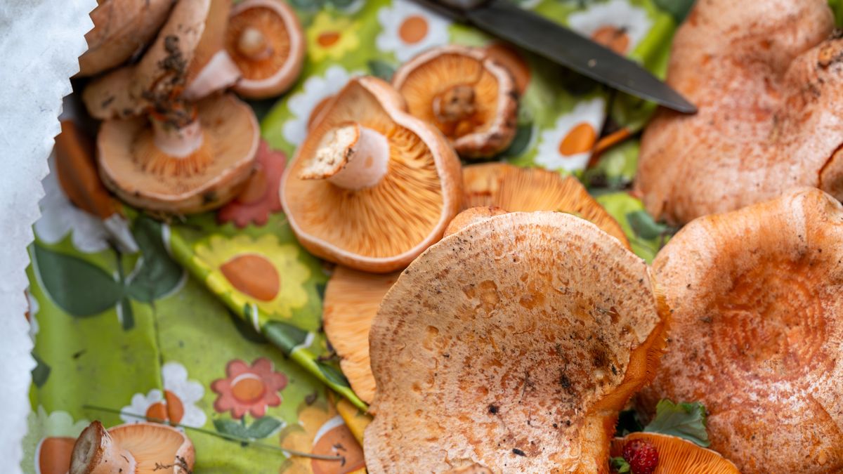 Los níscalos son una de las especies favoritas de los amantes de la cocina