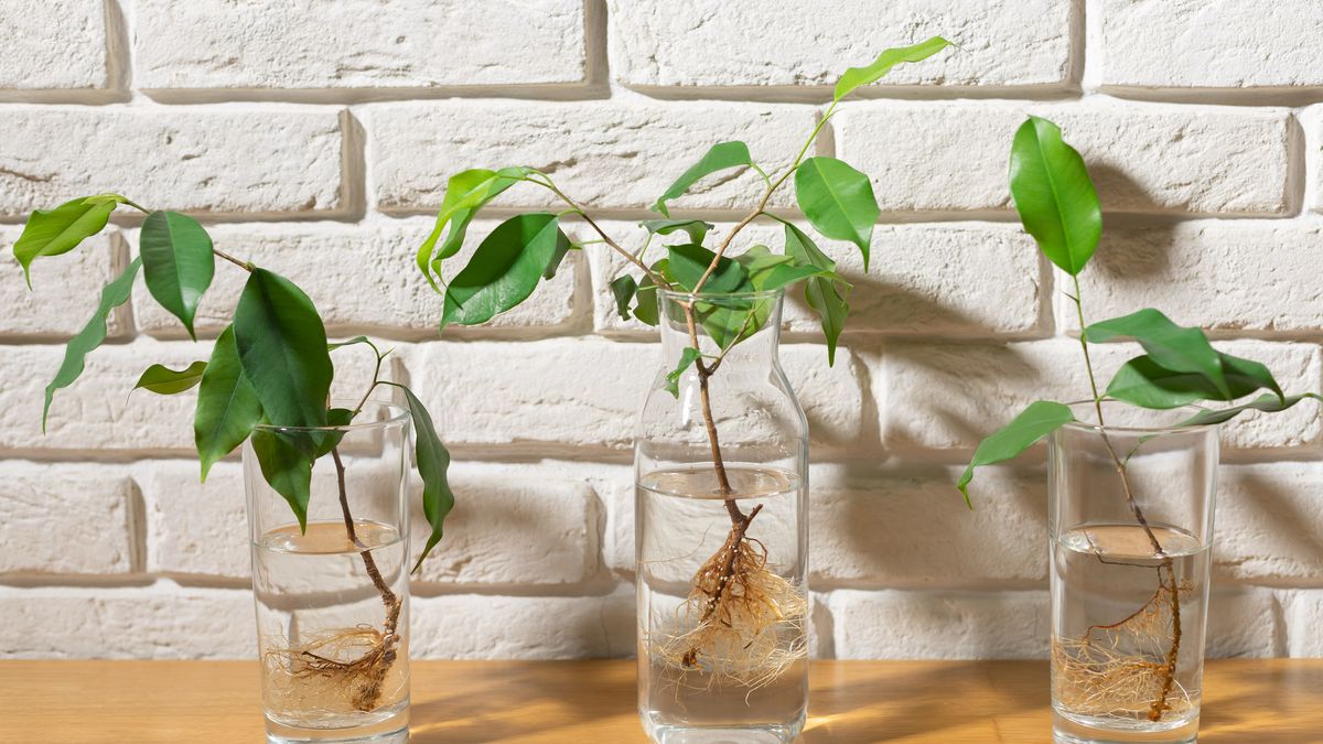 Las ramas demasiado jóvenes, tiernas o con exceso de agua tienden a marchitarse antes de enraizar