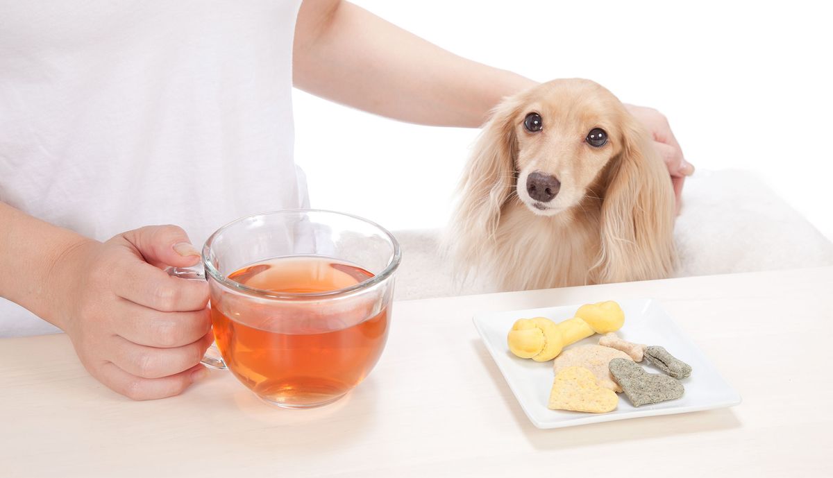 perros alimentacion articulaciones te