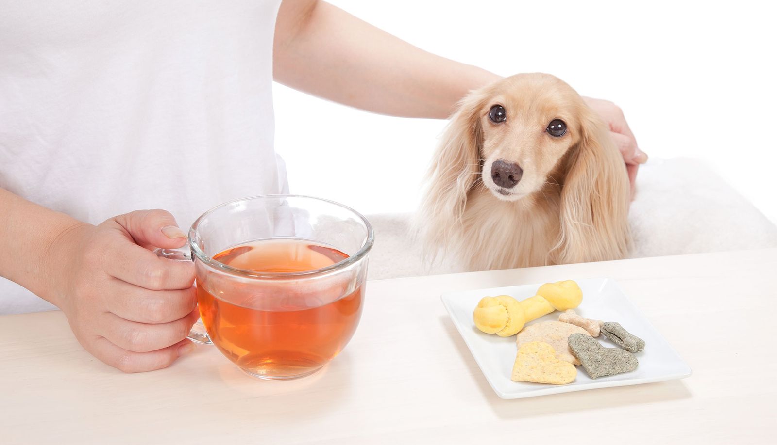 perros alimentacion articulaciones te perros alimentacion articulaciones te