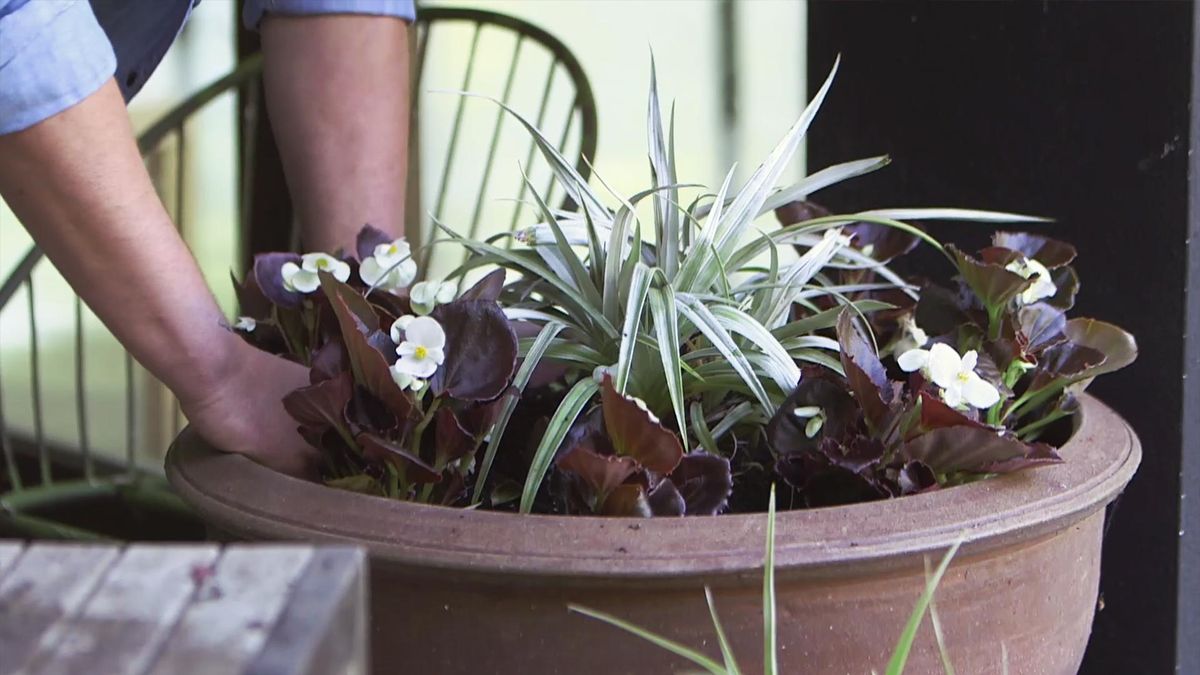 955 bricomania jardineria composicion astelia