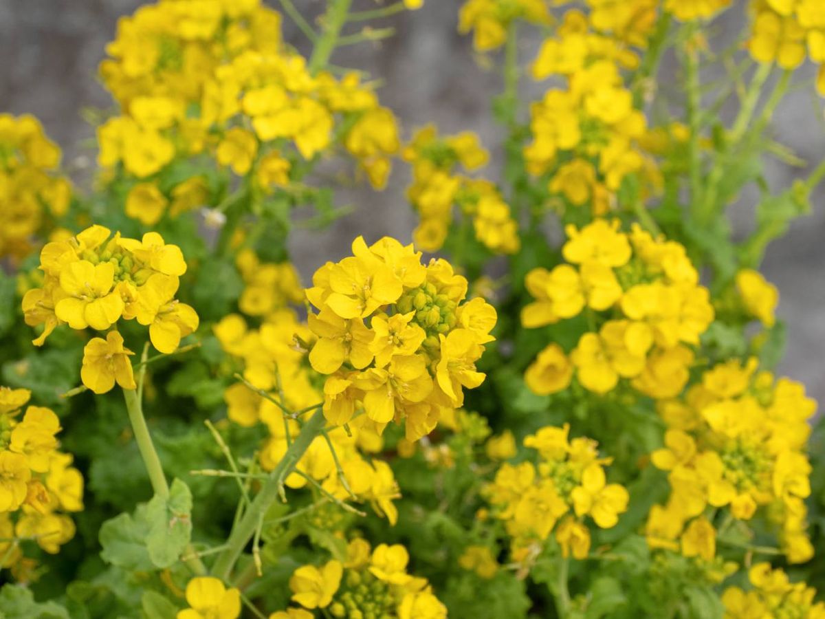 Nanohana, la flor de colza.