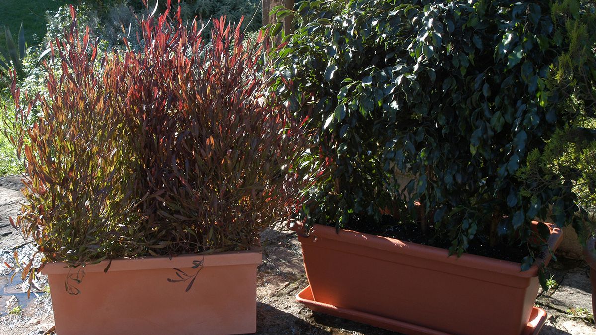 pantallas vegetales para jardineras xl