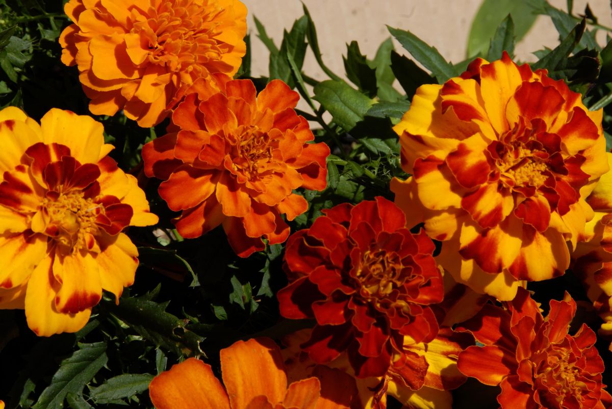 deko 0250 jardineria decorar terraza begonia alegria plantar tagete