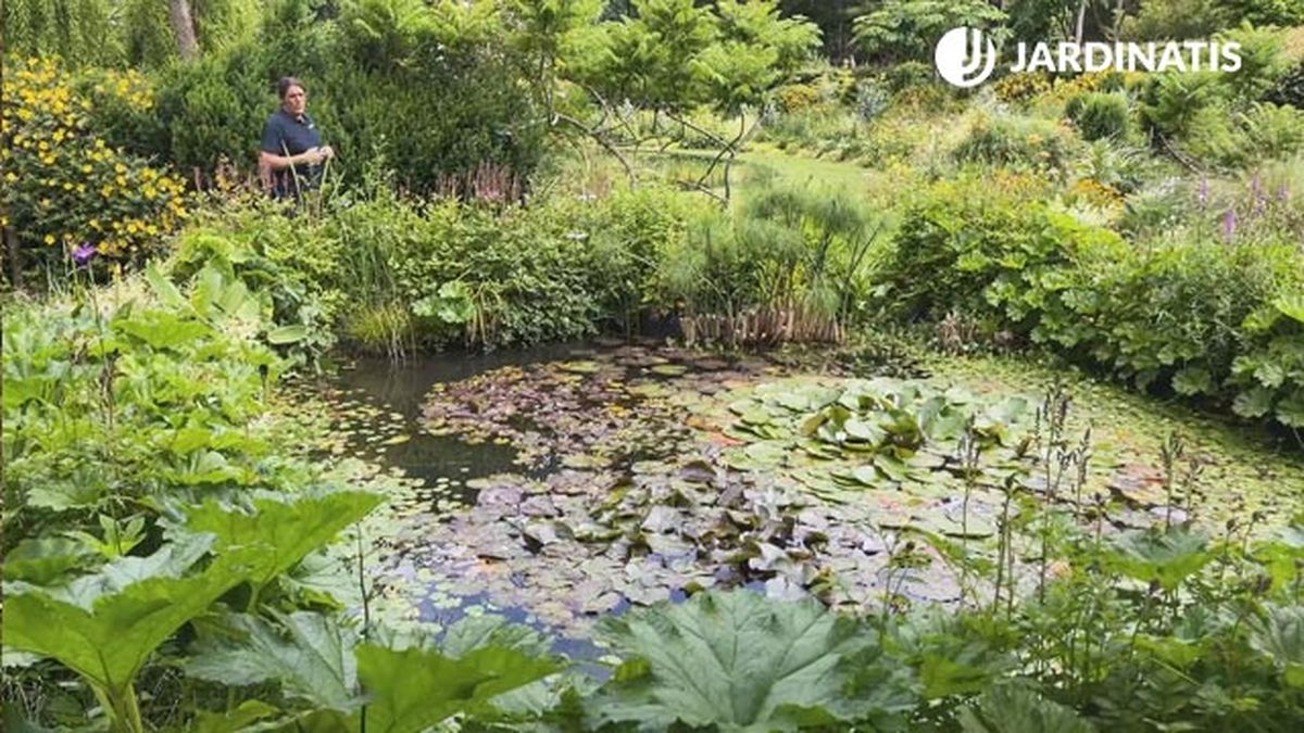 variedad de plantas en el estanque jardin lurgarden jardinatis