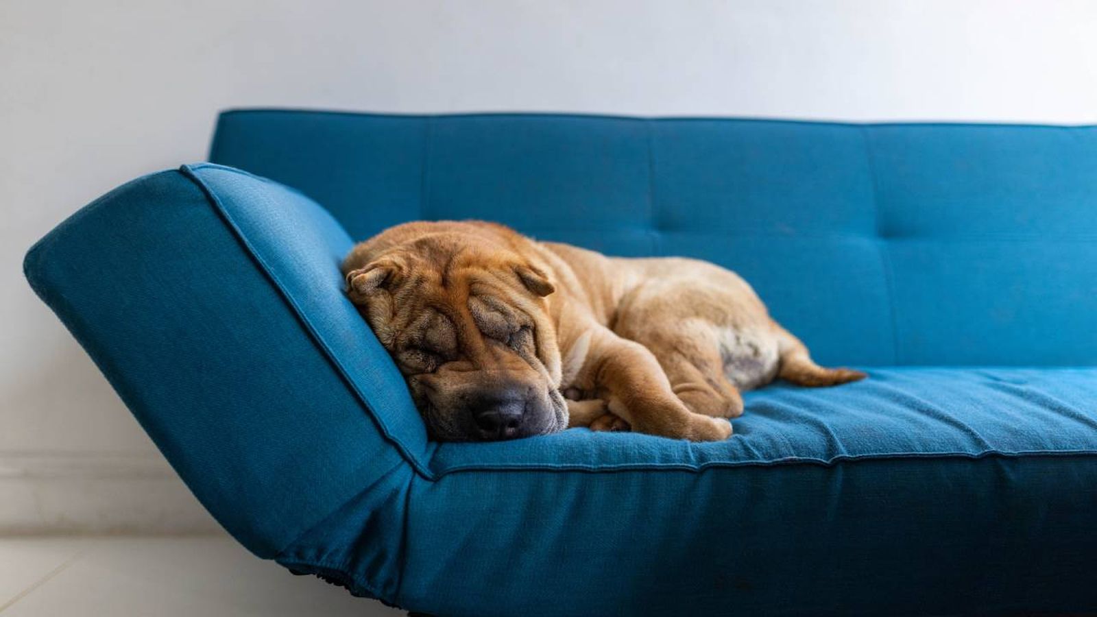 lista de perros arrugados