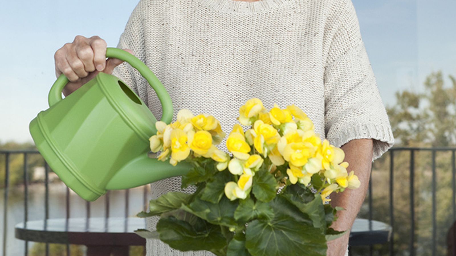 como regar las begonias de forma correcta