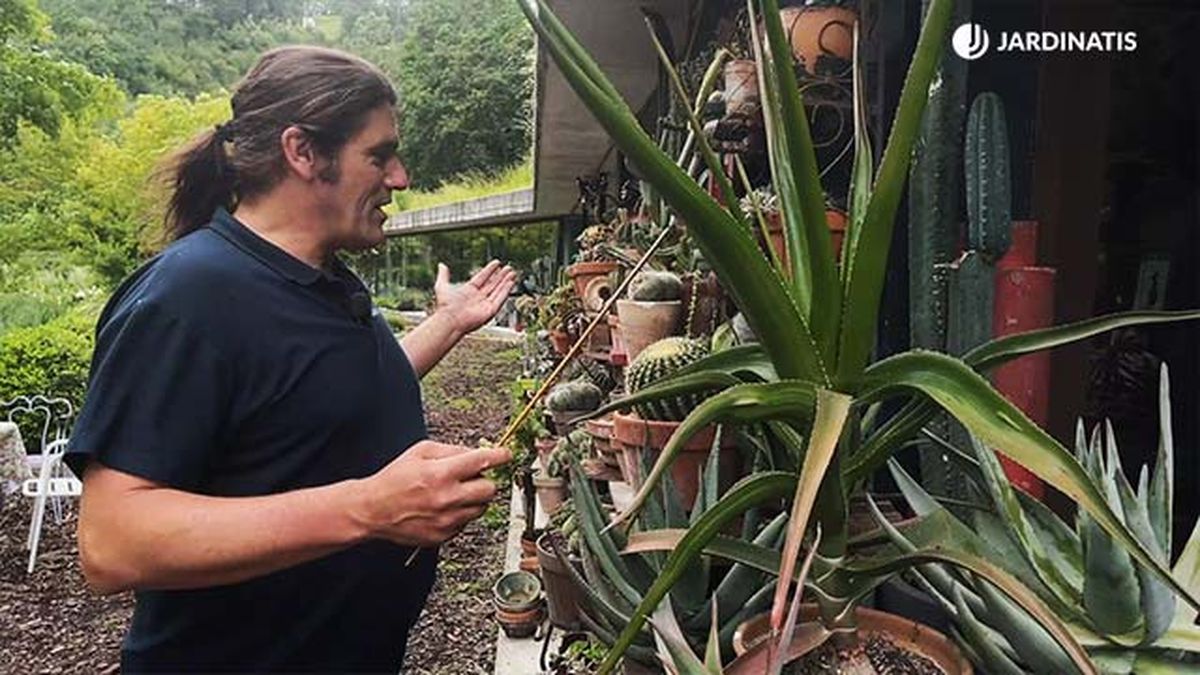 coleccion de cactus suculentas de inigo segurola