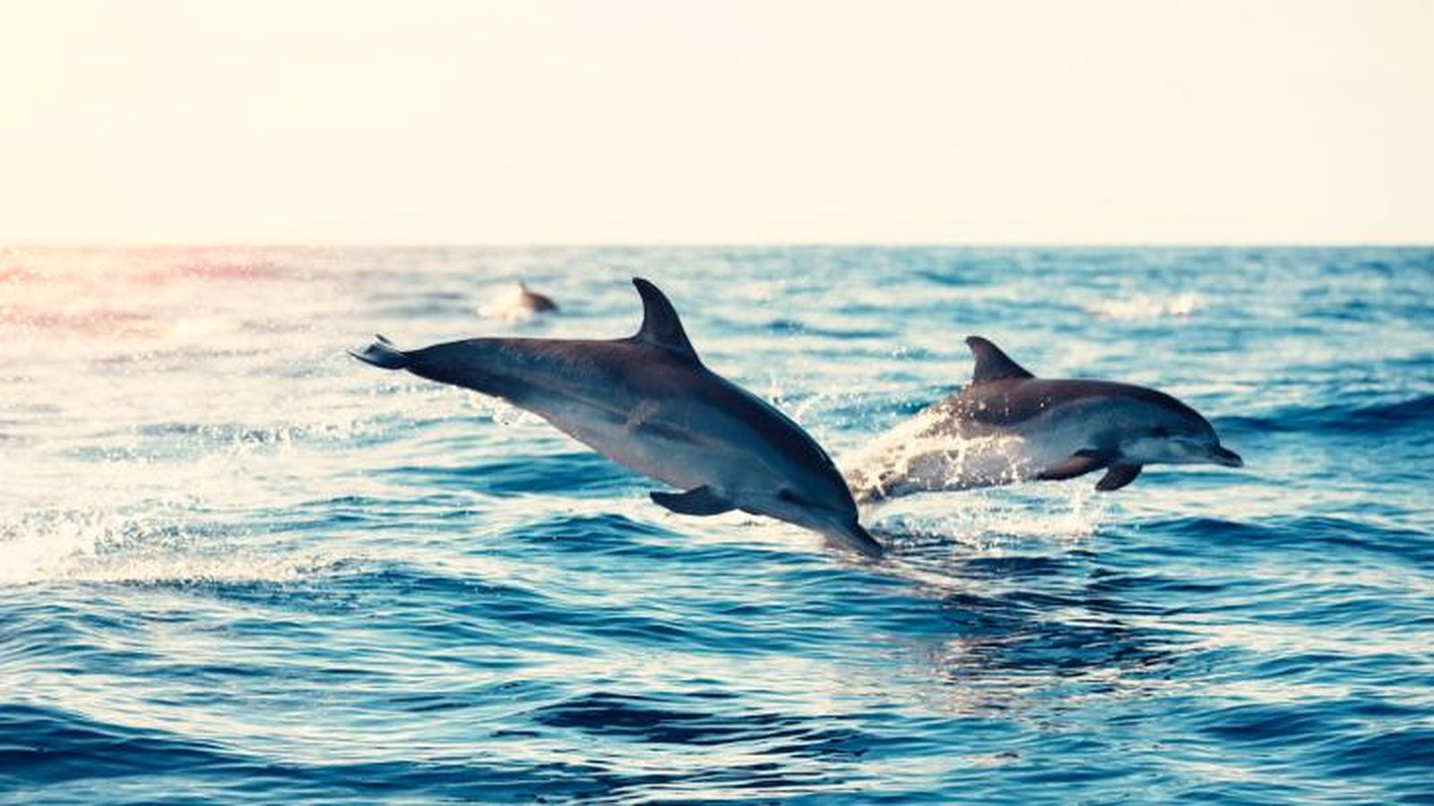 animales marinos 8