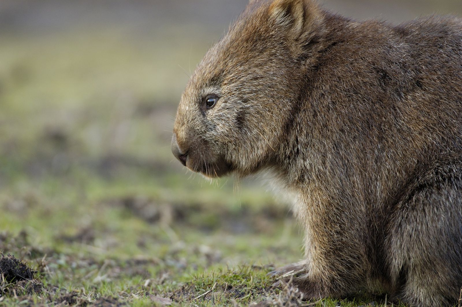 wombat pelo grueso wombat pelo grueso