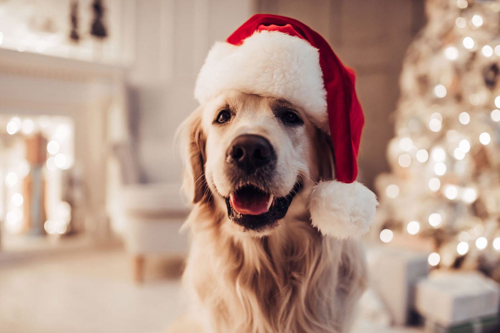 sesion de fotos navidad con mascotas